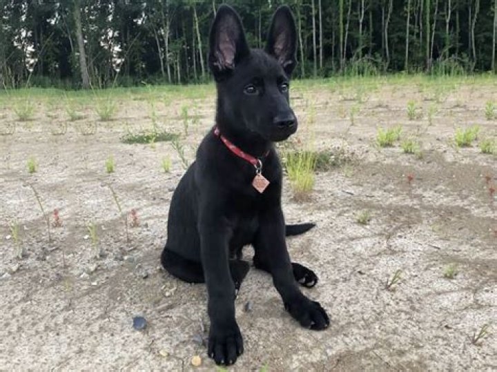 Unveiling The Enigmatic Black Malinois Puppy: Discoveries And Insights