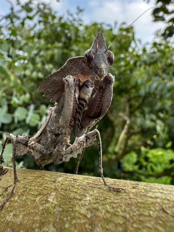 Unveiling The Secrets Of The Darth Vader Mantis: Discoveries And Insights Await