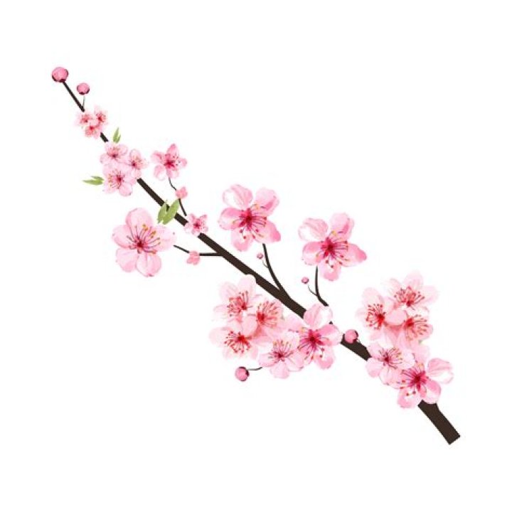 Unveiling The Treasures Of Cherry Blossoms After Winter